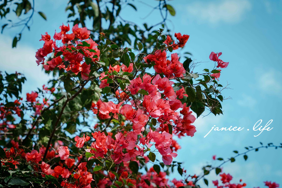 新竹景點 上瑞柑橘觀光果園 新竹橘子 新竹橘子園 新竹縣竹東鎮瑞峰里一鄰一號 新竹橘子品種 新竹砂糖橘 桶柑 海梨柑 茂谷柑 椪柑 潔妮食旅生活