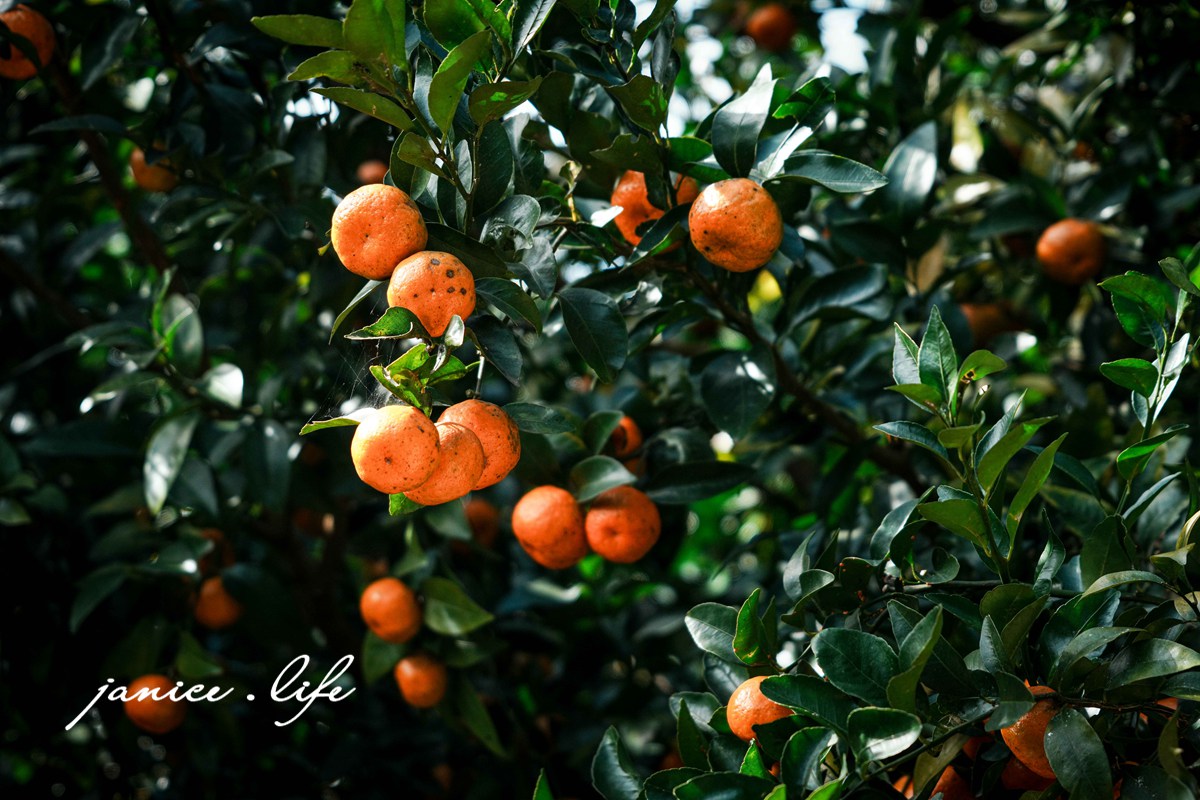 新竹景點 上瑞柑橘觀光果園 新竹橘子 新竹橘子園 新竹縣竹東鎮瑞峰里一鄰一號 新竹橘子品種 新竹砂糖橘 桶柑 海梨柑 茂谷柑 椪柑 潔妮食旅生活