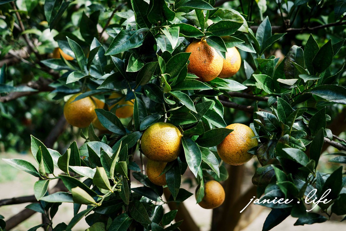 新竹景點 上瑞柑橘觀光果園 新竹橘子 新竹橘子園 新竹縣竹東鎮瑞峰里一鄰一號 新竹橘子品種 新竹砂糖橘 桶柑 海梨柑 茂谷柑 椪柑 潔妮食旅生活
