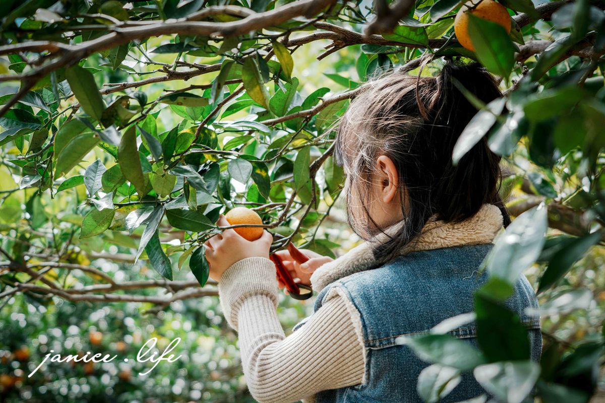 新竹景點 上瑞柑橘觀光果園 新竹橘子 新竹橘子園 新竹縣竹東鎮瑞峰里一鄰一號 新竹橘子品種 新竹砂糖橘 桶柑 海梨柑 茂谷柑 椪柑 潔妮食旅生活