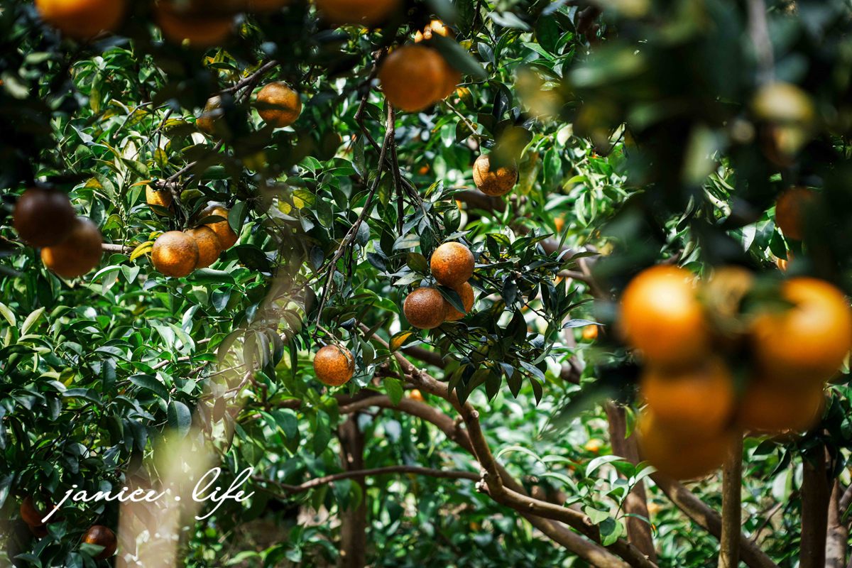 新竹景點 上瑞柑橘觀光果園 新竹橘子 新竹橘子園 新竹縣竹東鎮瑞峰里一鄰一號 新竹橘子品種 新竹砂糖橘 桶柑 海梨柑 茂谷柑 椪柑 潔妮食旅生活