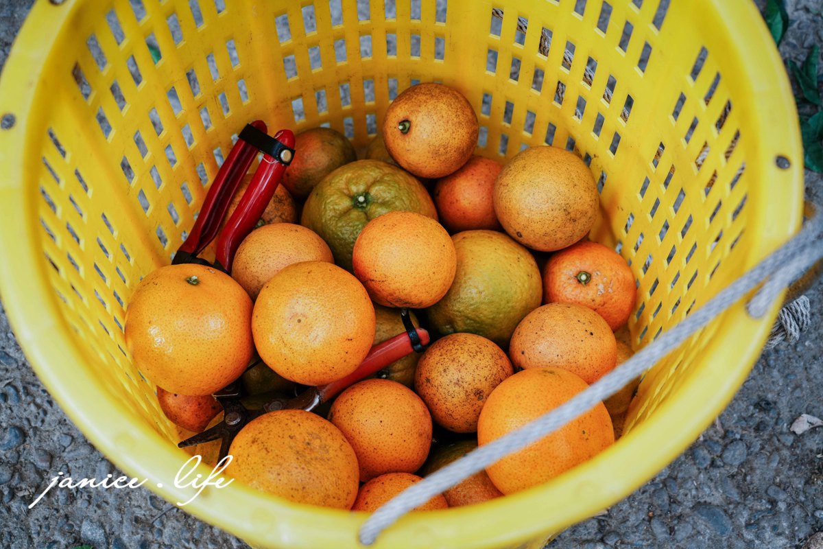 新竹景點 上瑞柑橘觀光果園 新竹橘子 新竹橘子園 新竹縣竹東鎮瑞峰里一鄰一號 新竹橘子品種 新竹砂糖橘 桶柑 海梨柑 茂谷柑 椪柑 潔妮食旅生活