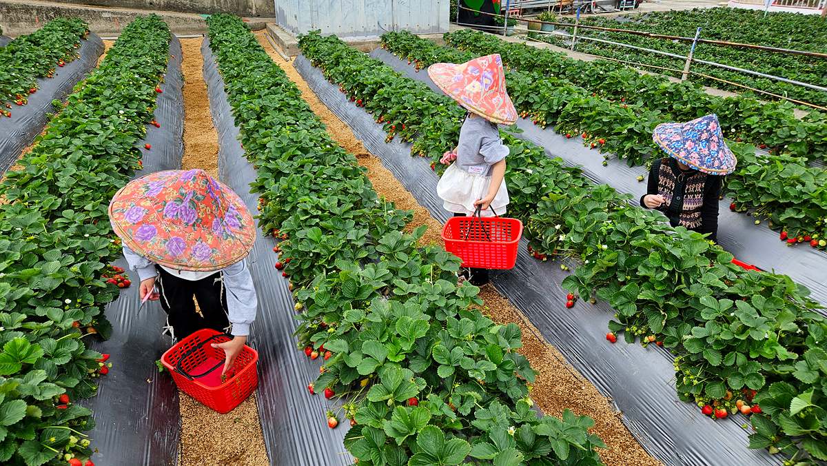 苗栗大湖採草莓|菁田草莓園|平地+高架園區.乾淨好採拍照也美|草莓美又大顆 - 第14張圖 苗栗大湖採草莓 菁田草莓園 苗栗縣大湖鄉四鄰49之8號 0912392733 苗栗草莓季 苗栗草莓推薦 苗栗採草莓月份 大湖草莓季 潔妮食旅生活 苗栗旅遊 苗栗景點