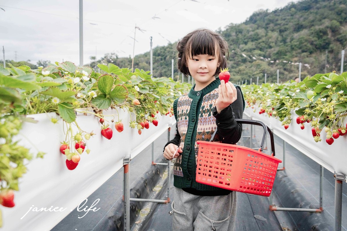 苗栗大湖採草莓|菁田草莓園|平地+高架園區.乾淨好採拍照也美|草莓美又大顆 - 第27張圖 苗栗大湖採草莓 菁田草莓園 苗栗縣大湖鄉四鄰49之8號 0912392733 苗栗草莓季 苗栗草莓推薦 苗栗採草莓月份 大湖草莓季 潔妮食旅生活 苗栗旅遊 苗栗景點