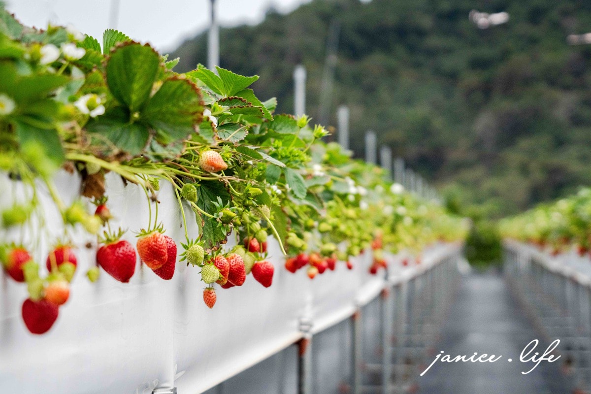 苗栗大湖採草莓|菁田草莓園|平地+高架園區.乾淨好採拍照也美|草莓美又大顆 - 第11張圖 苗栗大湖採草莓 菁田草莓園 苗栗縣大湖鄉四鄰49之8號 0912392733 苗栗草莓季 苗栗草莓推薦 苗栗採草莓月份 大湖草莓季 潔妮食旅生活 苗栗旅遊 苗栗景點