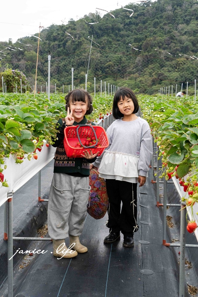 苗栗大湖採草莓 菁田草莓園 苗栗縣大湖鄉四鄰49之8號 0912392733 苗栗草莓季 苗栗草莓推薦 苗栗採草莓月份 大湖草莓季 潔妮食旅生活 苗栗旅遊 苗栗景點 
