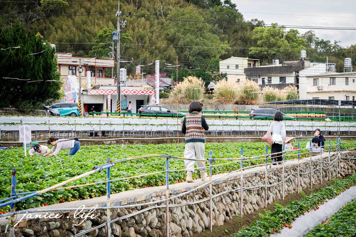 苗栗大湖採草莓|菁田草莓園|平地+高架園區.乾淨好採拍照也美|草莓美又大顆 - 第7張圖 苗栗大湖採草莓 菁田草莓園 苗栗縣大湖鄉四鄰49之8號 0912392733 苗栗草莓季 苗栗草莓推薦 苗栗採草莓月份 大湖草莓季 潔妮食旅生活 苗栗旅遊 苗栗景點