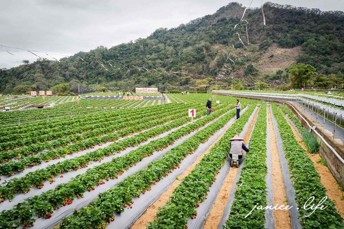 苗栗大湖採草莓|菁田草莓園|平地+高架園區.乾淨好採拍照也美|草莓美又大顆 - 第6張圖 苗栗大湖採草莓 菁田草莓園 苗栗縣大湖鄉四鄰49之8號 0912392733 苗栗草莓季 苗栗草莓推薦 苗栗採草莓月份 大湖草莓季 潔妮食旅生活 苗栗旅遊 苗栗景點