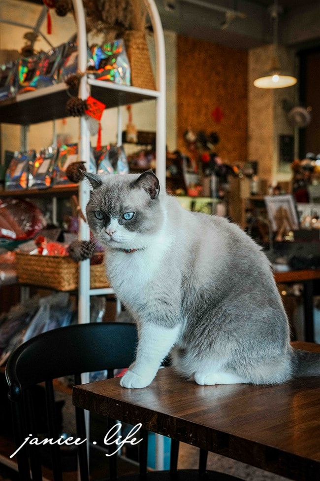 宜蘭礁溪 萬記商行 The One's Shop 宜蘭縣礁溪鄉興農路266-3號 礁溪美食 宜蘭咖啡館 貓咪咖啡 萬記商行菜單 宜蘭礁溪早午餐 宜蘭礁溪甜點 萬記商行停車 萬記商行低消 潔妮食旅生活 寵物友善