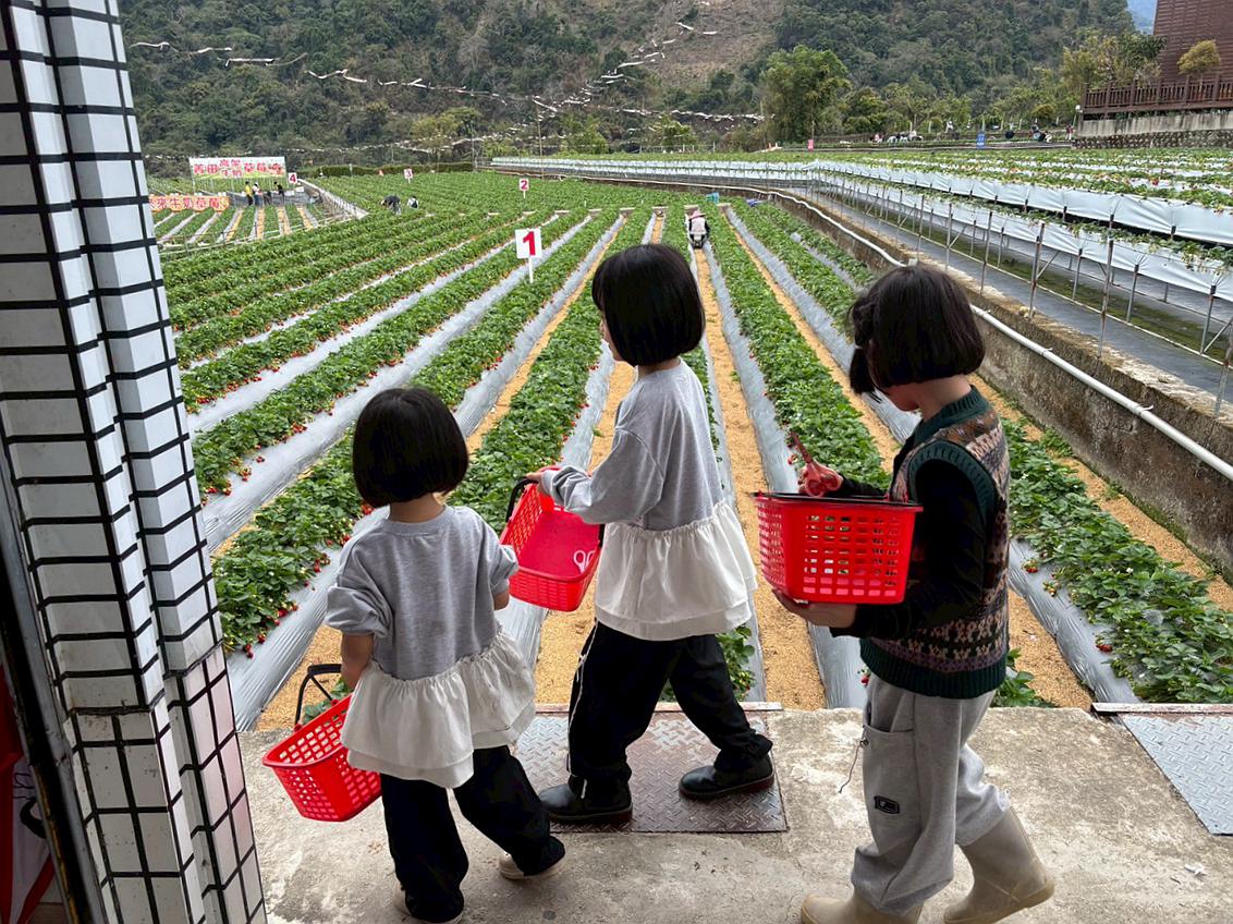 苗栗大湖採草莓|菁田草莓園|平地+高架園區.乾淨好採拍照也美|草莓美又大顆 - 第12張圖 苗栗大湖採草莓 菁田草莓園 苗栗縣大湖鄉四鄰49之8號 0912392733 苗栗草莓季 苗栗草莓推薦 苗栗採草莓月份 大湖草莓季 潔妮食旅生活 苗栗旅遊 苗栗景點