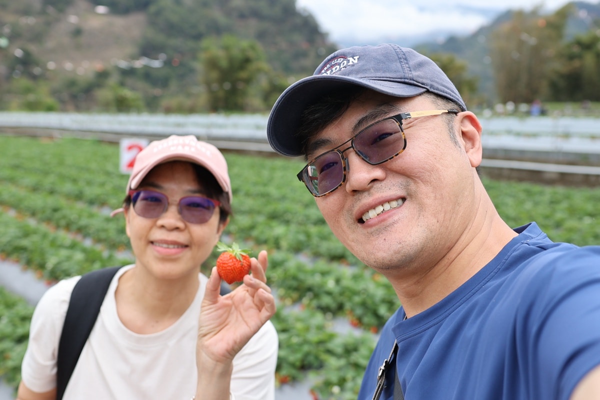 苗栗大湖採草莓 菁田草莓園 苗栗縣大湖鄉四鄰49之8號 0912392733 苗栗草莓季 苗栗草莓推薦 苗栗採草莓月份 大湖草莓季 潔妮食旅生活 苗栗旅遊 苗栗景點 