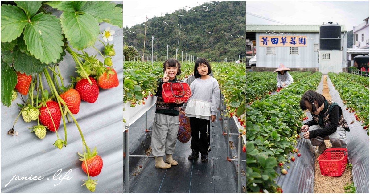 苗栗大湖採草莓 菁田草莓園 苗栗縣大湖鄉四鄰49之8號 0912392733 苗栗草莓季 苗栗草莓推薦 苗栗採草莓月份 大湖草莓季 潔妮食旅生活 苗栗旅遊 苗栗景點