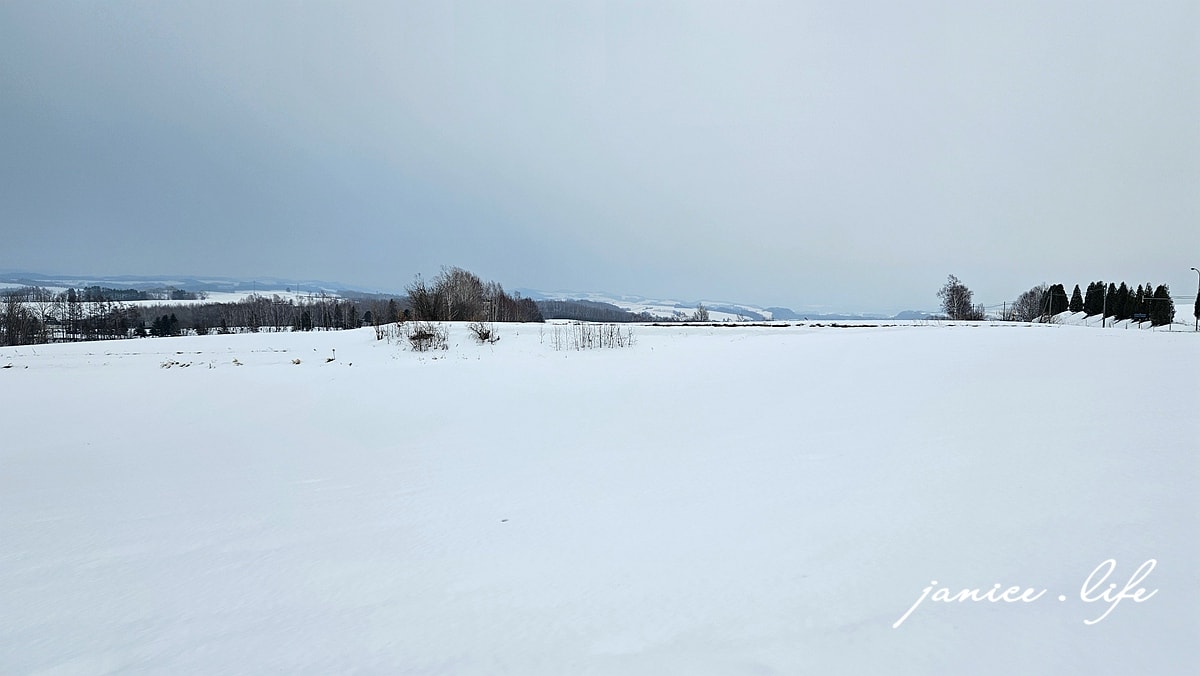 肯與瑪麗樹 Ken & Mary之樹 ケンとメリーの木 北海道旅遊 北海道景點 北海道美瑛 北海道美瑛景點 潔妮食旅生活 北海道上川郡美瑛町大久保協生