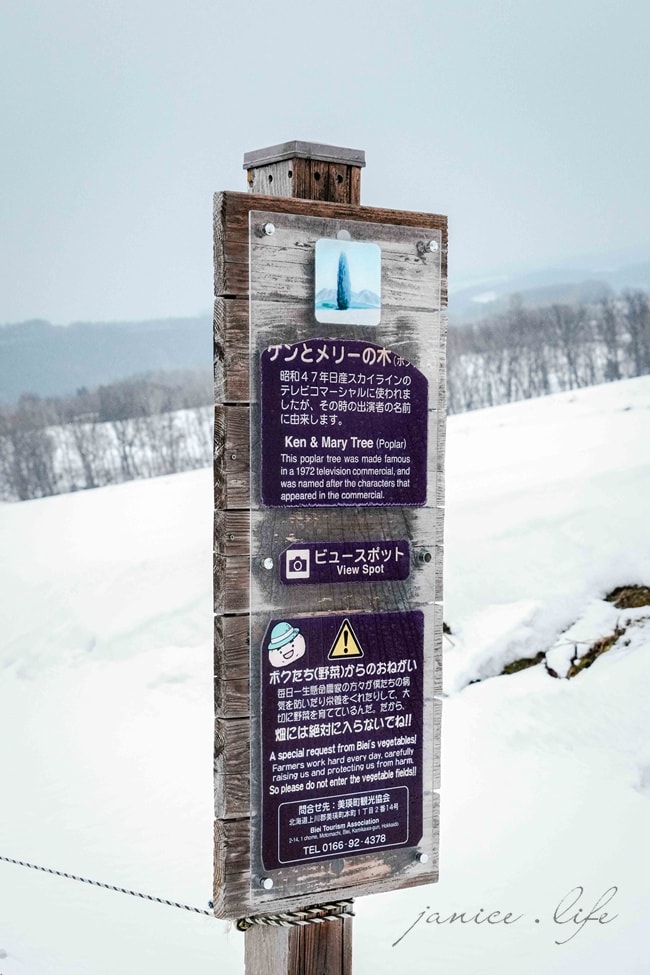 肯與瑪麗樹 Ken & Mary之樹 ケンとメリーの木 北海道旅遊 北海道景點 北海道美瑛 北海道美瑛景點 潔妮食旅生活 北海道上川郡美瑛町大久保協生