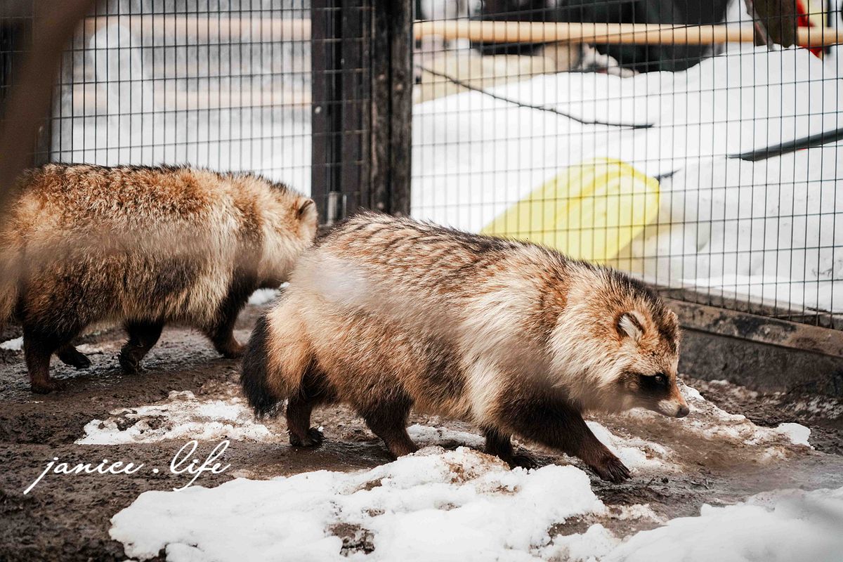 北海道親子景點 北海道旭川 北海道旅遊 旭山動物園 旭山動物園門票交通 旭山動物園開放時間 潔妮食旅生活 冬天旭山動物園 北海道旭川市東旭川町倉沼 旭川市旭山動物園 Asahiyama Zoo 旭山動物園園園區地圖 旭山動物園停車資訊