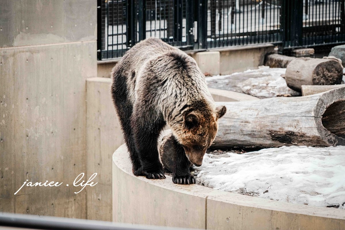 北海道親子景點 北海道旭川 北海道旅遊 旭山動物園 旭山動物園門票交通 旭山動物園開放時間 潔妮食旅生活 冬天旭山動物園 北海道旭川市東旭川町倉沼 旭川市旭山動物園 Asahiyama Zoo 旭山動物園園園區地圖 旭山動物園停車資訊