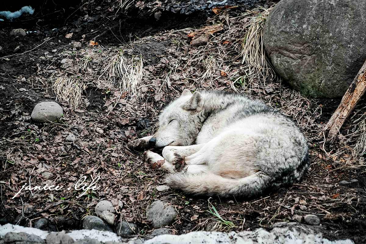 北海道親子景點 北海道旭川 北海道旅遊 旭山動物園 旭山動物園門票交通 旭山動物園開放時間 潔妮食旅生活 冬天旭山動物園 北海道旭川市東旭川町倉沼 旭川市旭山動物園 Asahiyama Zoo 旭山動物園園園區地圖 旭山動物園停車資訊
