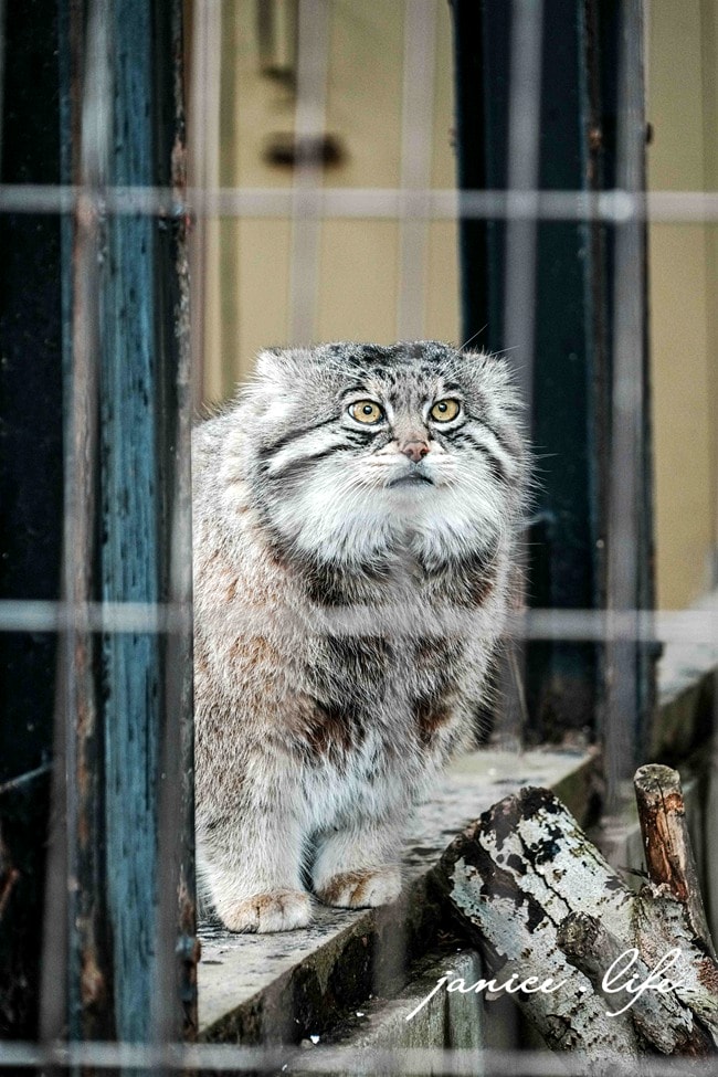 北海道親子景點 北海道旭川 北海道旅遊 旭山動物園 旭山動物園門票交通 旭山動物園開放時間 潔妮食旅生活 冬天旭山動物園 北海道旭川市東旭川町倉沼 旭川市旭山動物園 Asahiyama Zoo 旭山動物園園園區地圖 旭山動物園停車資訊