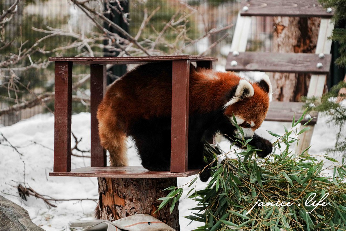北海道親子景點 北海道旭川 北海道旅遊 旭山動物園 旭山動物園門票交通 旭山動物園開放時間 潔妮食旅生活 冬天旭山動物園 北海道旭川市東旭川町倉沼 旭川市旭山動物園 Asahiyama Zoo 旭山動物園園園區地圖 旭山動物園停車資訊