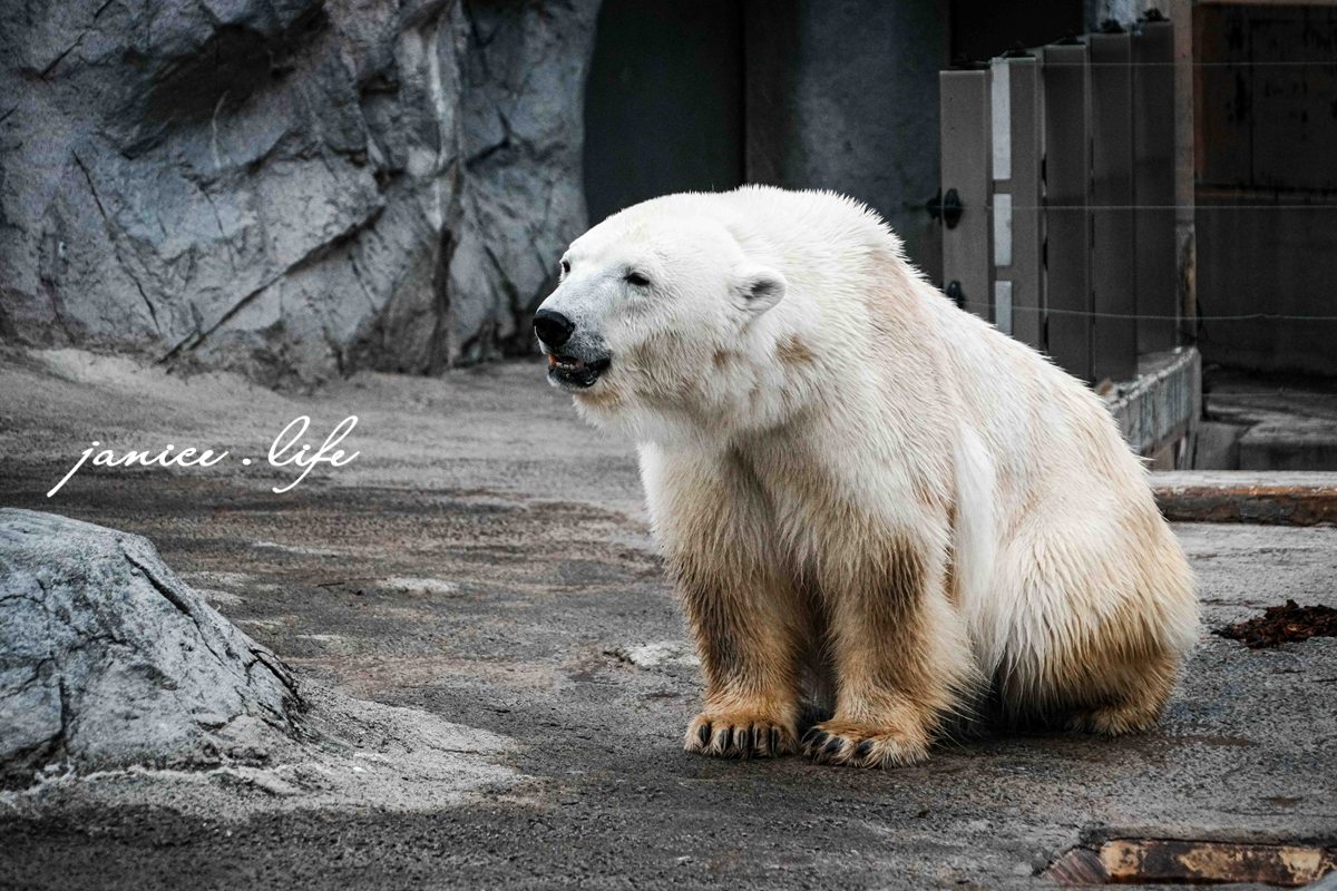 北海道親子景點 北海道旭川 北海道旅遊 旭山動物園 旭山動物園門票交通 旭山動物園開放時間 潔妮食旅生活 冬天旭山動物園 北海道旭川市東旭川町倉沼 旭川市旭山動物園 Asahiyama Zoo 旭山動物園園園區地圖 旭山動物園停車資訊