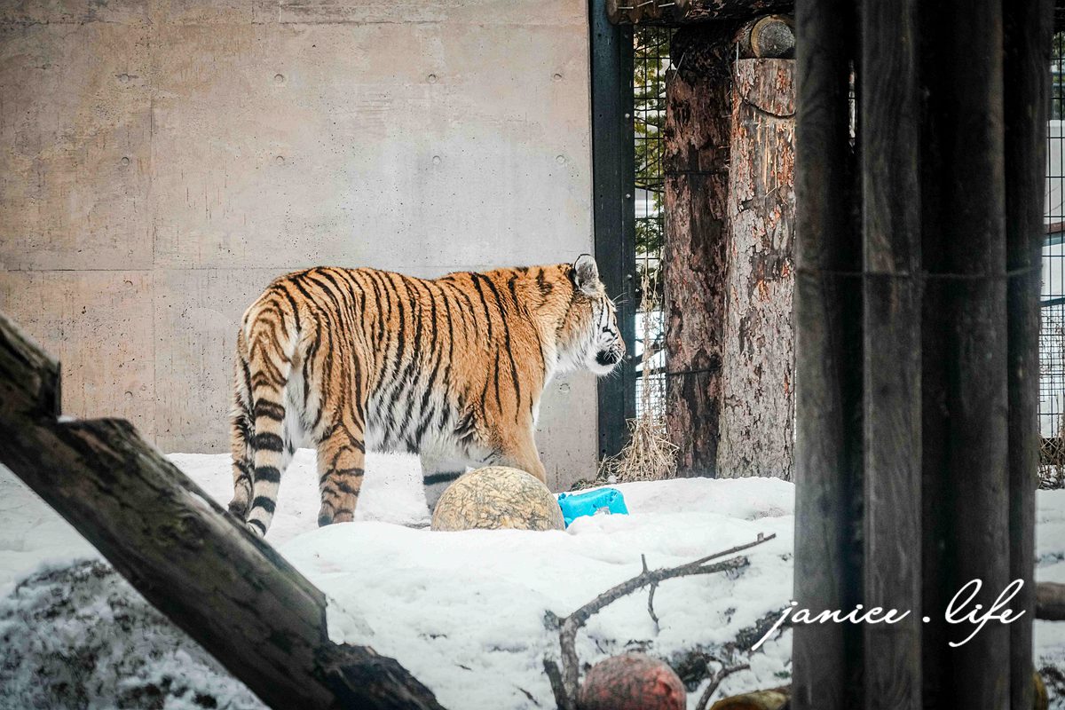 北海道親子景點 北海道旭川 北海道旅遊 旭山動物園 旭山動物園門票交通 旭山動物園開放時間 潔妮食旅生活 冬天旭山動物園 北海道旭川市東旭川町倉沼 旭川市旭山動物園 Asahiyama Zoo 旭山動物園園園區地圖 旭山動物園停車資訊