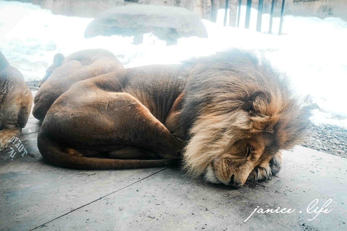 北海道親子景點 北海道旭川 北海道旅遊 旭山動物園 旭山動物園門票交通 旭山動物園開放時間 潔妮食旅生活 冬天旭山動物園 北海道旭川市東旭川町倉沼 旭川市旭山動物園 Asahiyama Zoo 旭山動物園園園區地圖 旭山動物園停車資訊