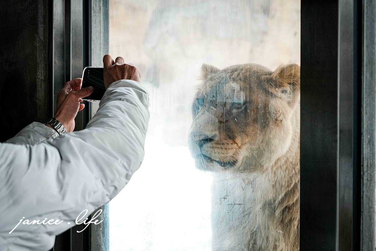 北海道親子景點 北海道旭川 北海道旅遊 旭山動物園 旭山動物園門票交通 旭山動物園開放時間 潔妮食旅生活 冬天旭山動物園 北海道旭川市東旭川町倉沼 旭川市旭山動物園 Asahiyama Zoo 旭山動物園園園區地圖 旭山動物園停車資訊