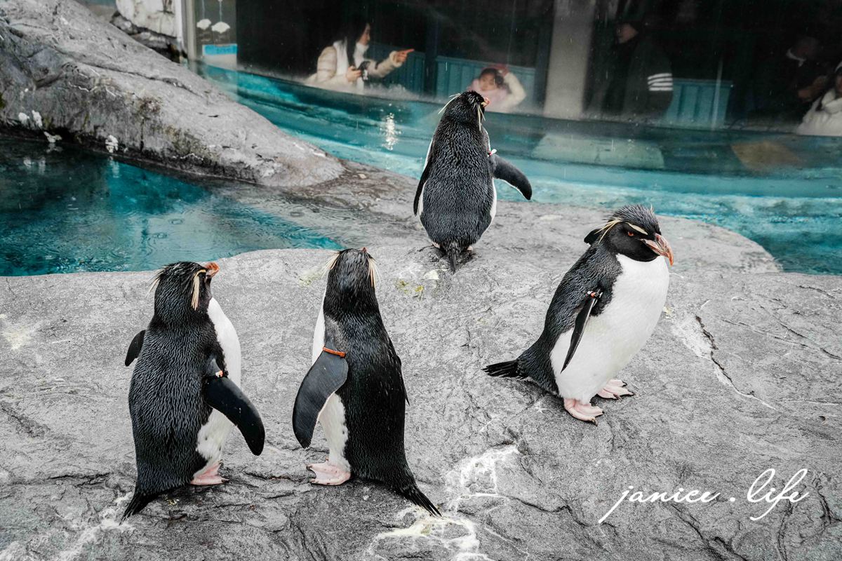 北海道親子景點 北海道旭川 北海道旅遊 旭山動物園 旭山動物園門票交通 旭山動物園開放時間 潔妮食旅生活 冬天旭山動物園 北海道旭川市東旭川町倉沼 旭川市旭山動物園 Asahiyama Zoo 旭山動物園園園區地圖 旭山動物園停車資訊