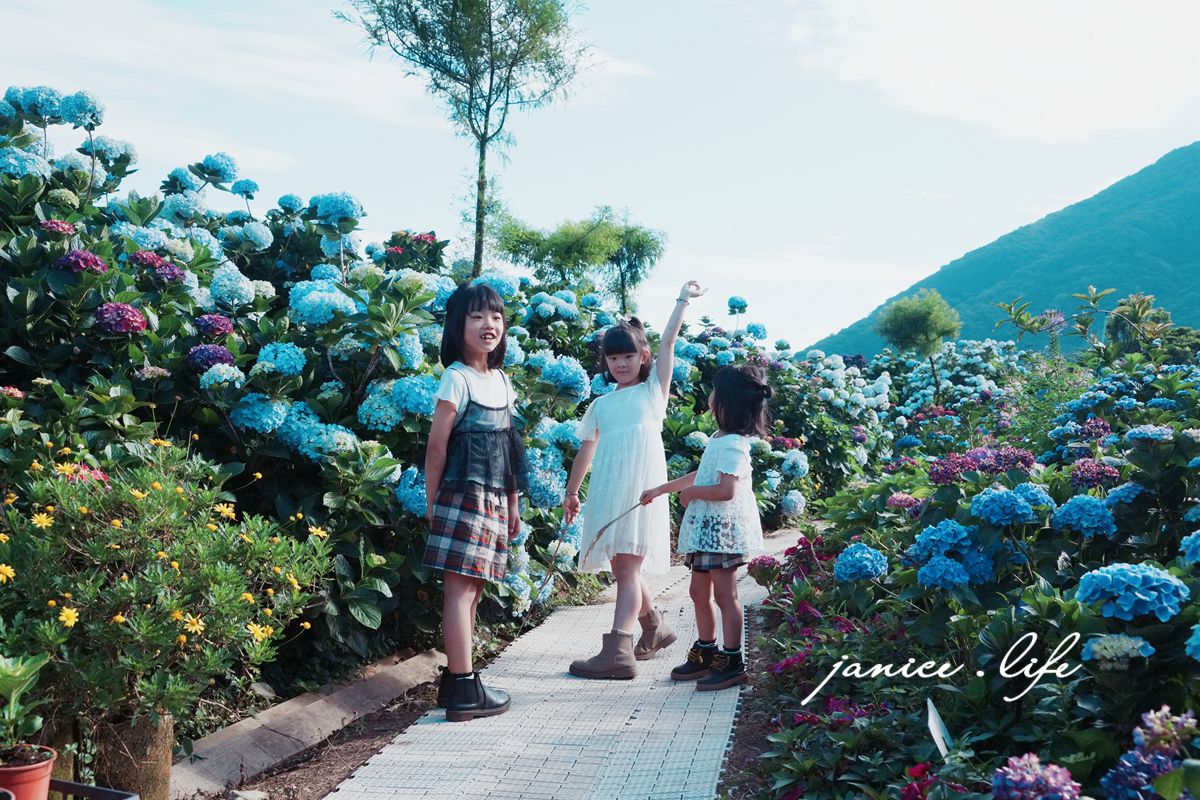 陽明山景點 高家繡球花田水尾第二園區 繡球花 臺北市北投區竹子湖路 高家繡球花田門票 高家繡球花田位置  竹子湖繡球花 陽明山繡球花 高家繡球花田 竹子湖高家第二園區 高家繡球花交通 竹子湖繡球花管制 陽明山繡球花花況 潔妮食旅生活 台北旅遊 陽明山旅遊 gao-hydrangea-park 高家繡球花田水尾第二園區巨大花牆