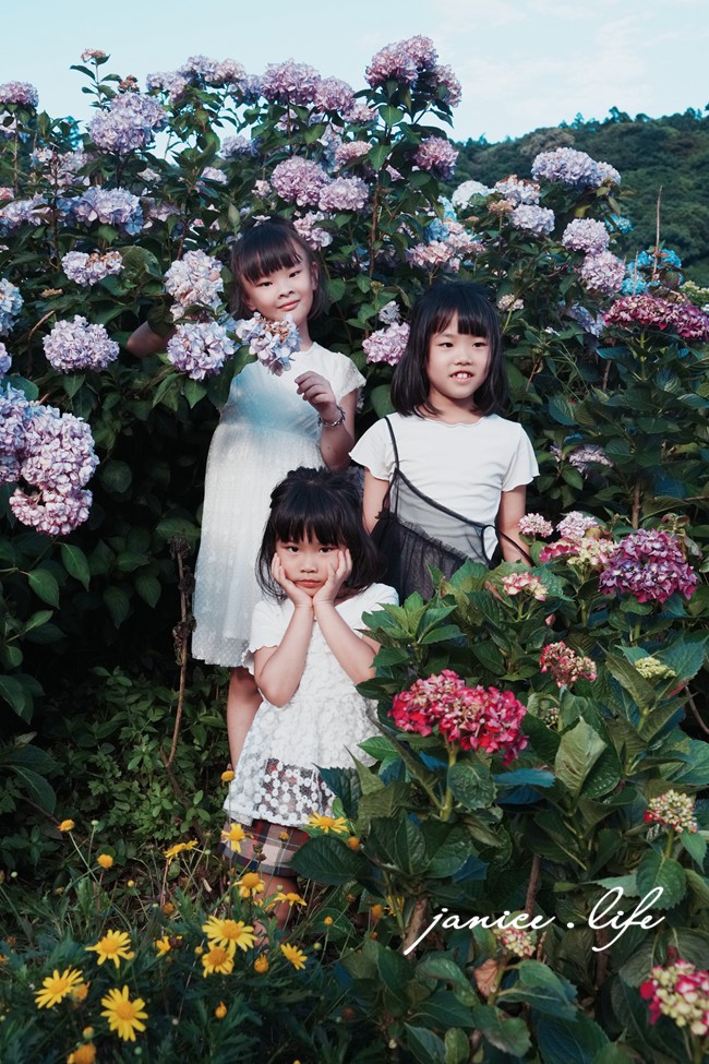 陽明山景點 高家繡球花田水尾第二園區 繡球花 臺北市北投區竹子湖路 高家繡球花田門票 高家繡球花田位置  竹子湖繡球花 陽明山繡球花 高家繡球花田 竹子湖高家第二園區 高家繡球花交通 竹子湖繡球花管制 陽明山繡球花花況 潔妮食旅生活 台北旅遊 陽明山旅遊 gao-hydrangea-park 高家繡球花田水尾第二園區巨大花牆