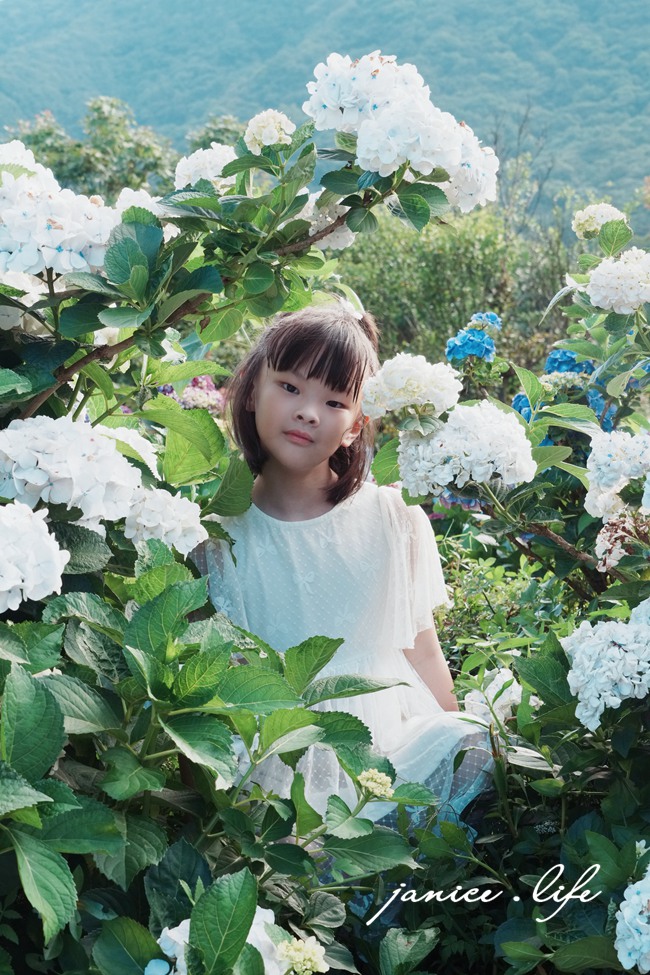 陽明山景點 高家繡球花田水尾第二園區 繡球花 臺北市北投區竹子湖路 高家繡球花田門票 高家繡球花田位置  竹子湖繡球花 陽明山繡球花 高家繡球花田 竹子湖高家第二園區 高家繡球花交通 竹子湖繡球花管制 陽明山繡球花花況 潔妮食旅生活 台北旅遊 陽明山旅遊 gao-hydrangea-park 高家繡球花田水尾第二園區巨大花牆
