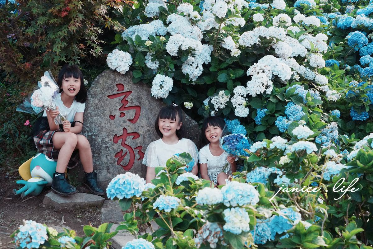陽明山景點｜高家繡球花田水尾第二園區｜走進夢幻繡球花迷宮．今夏最浪漫的洗版IG聖地！