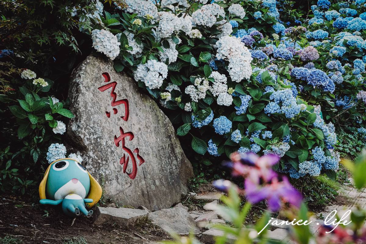 陽明山景點 高家繡球花田水尾第二園區 繡球花 臺北市北投區竹子湖路 高家繡球花田門票 高家繡球花田位置  竹子湖繡球花 陽明山繡球花 高家繡球花田 竹子湖高家第二園區 高家繡球花交通 竹子湖繡球花管制 陽明山繡球花花況 潔妮食旅生活 台北旅遊 陽明山旅遊 gao-hydrangea-park 高家繡球花田水尾第二園區巨大花牆