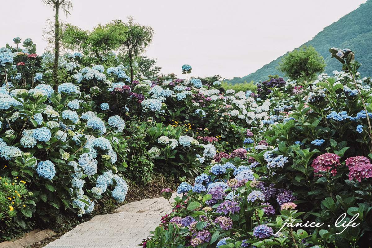 陽明山景點 高家繡球花田水尾第二園區 繡球花 臺北市北投區竹子湖路 高家繡球花田門票 高家繡球花田位置  竹子湖繡球花 陽明山繡球花 高家繡球花田 竹子湖高家第二園區 高家繡球花交通 竹子湖繡球花管制 陽明山繡球花花況 潔妮食旅生活 台北旅遊 陽明山旅遊 gao-hydrangea-park 高家繡球花田水尾第二園區巨大花牆