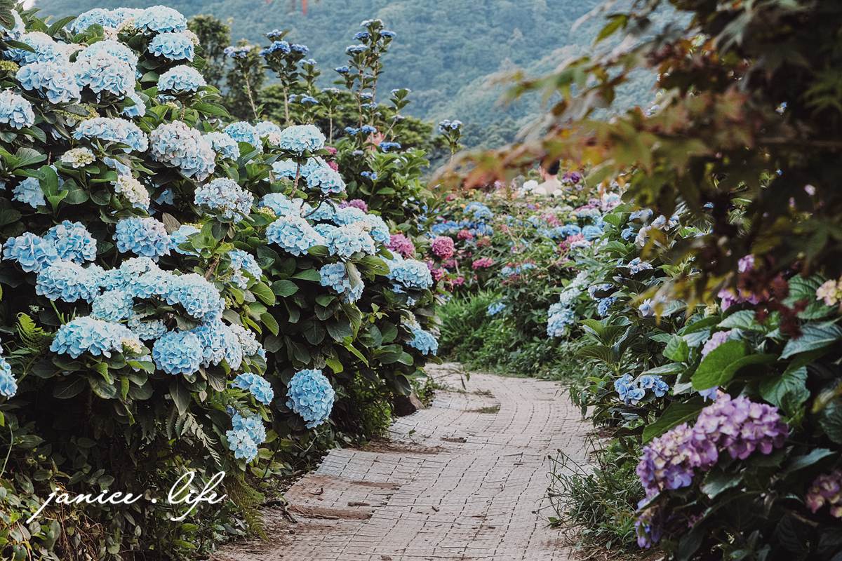 陽明山景點 高家繡球花田水尾第二園區 繡球花 臺北市北投區竹子湖路 高家繡球花田門票 高家繡球花田位置  竹子湖繡球花 陽明山繡球花 高家繡球花田 竹子湖高家第二園區 高家繡球花交通 竹子湖繡球花管制 陽明山繡球花花況 潔妮食旅生活 台北旅遊 陽明山旅遊 gao-hydrangea-park 高家繡球花田水尾第二園區巨大花牆