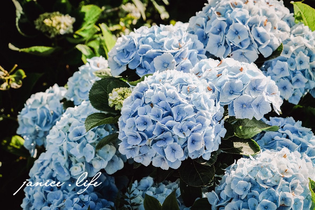 陽明山景點 高家繡球花田水尾第二園區 繡球花 臺北市北投區竹子湖路 高家繡球花田門票 高家繡球花田位置  竹子湖繡球花 陽明山繡球花 高家繡球花田 竹子湖高家第二園區 高家繡球花交通 竹子湖繡球花管制 陽明山繡球花花況 潔妮食旅生活 台北旅遊 陽明山旅遊 gao-hydrangea-park 高家繡球花田水尾第二園區巨大花牆