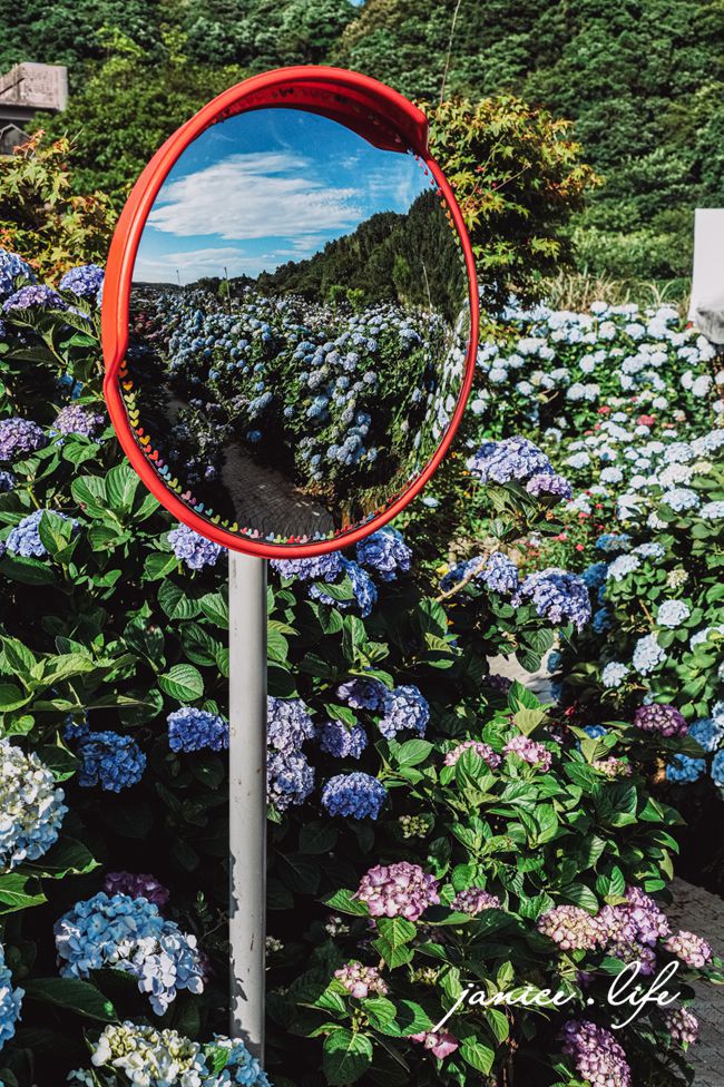 陽明山景點 高家繡球花田水尾第二園區 繡球花 臺北市北投區竹子湖路 高家繡球花田門票 高家繡球花田位置  竹子湖繡球花 陽明山繡球花 高家繡球花田 竹子湖高家第二園區 高家繡球花交通 竹子湖繡球花管制 陽明山繡球花花況 潔妮食旅生活 台北旅遊 陽明山旅遊 gao-hydrangea-park 高家繡球花田水尾第二園區巨大花牆