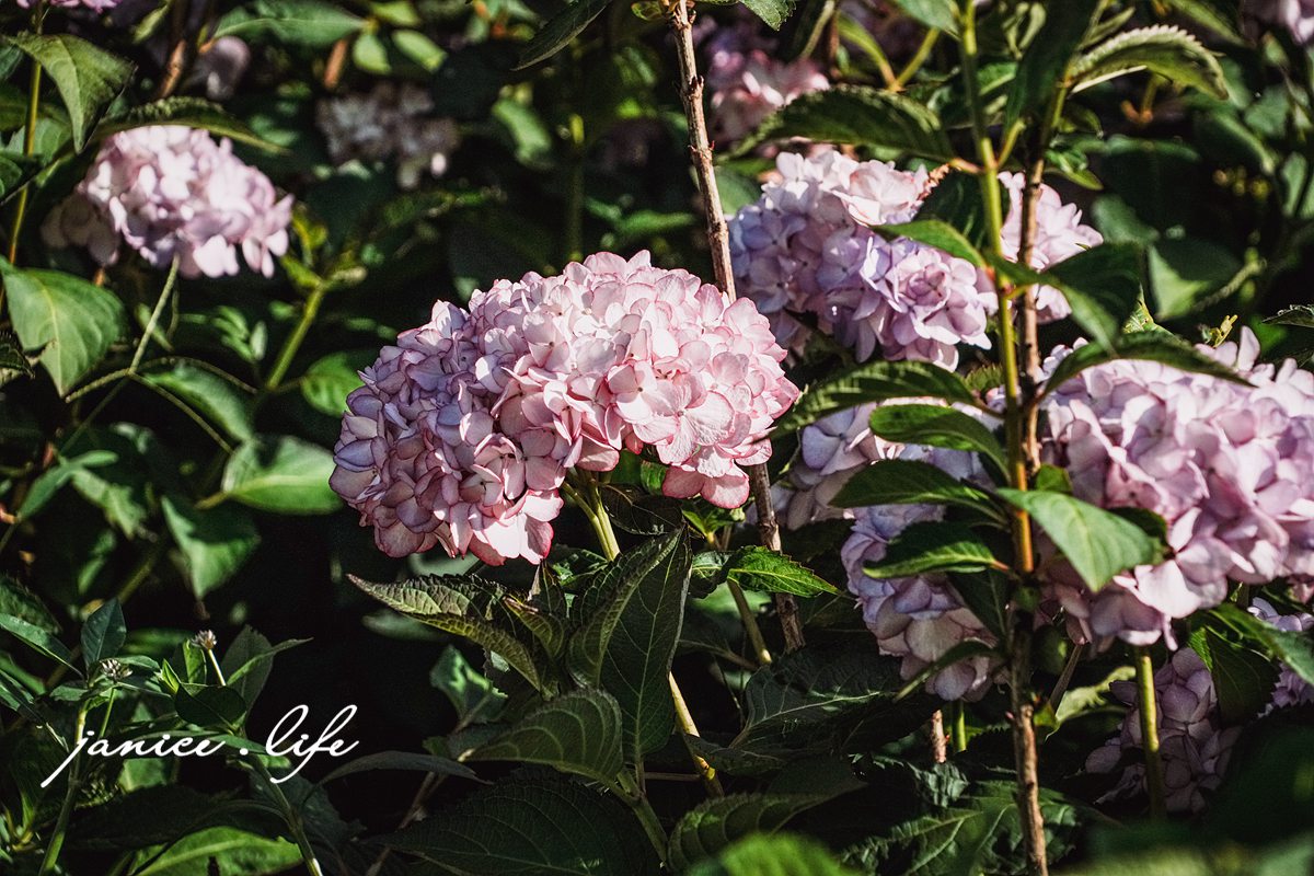 陽明山景點 高家繡球花田水尾第二園區 繡球花 臺北市北投區竹子湖路 高家繡球花田門票 高家繡球花田位置  竹子湖繡球花 陽明山繡球花 高家繡球花田 竹子湖高家第二園區 高家繡球花交通 竹子湖繡球花管制 陽明山繡球花花況 潔妮食旅生活 台北旅遊 陽明山旅遊 gao-hydrangea-park 高家繡球花田水尾第二園區巨大花牆