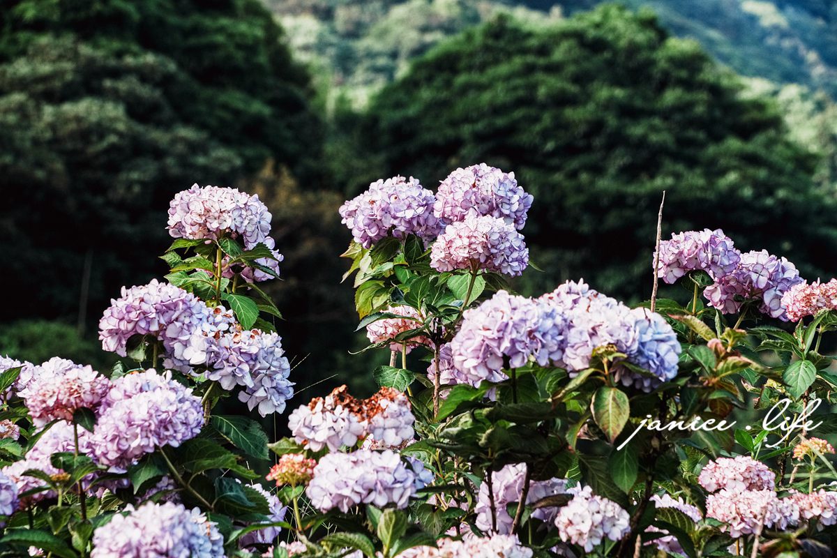 陽明山景點 高家繡球花田水尾第二園區 繡球花 臺北市北投區竹子湖路 高家繡球花田門票 高家繡球花田位置  竹子湖繡球花 陽明山繡球花 高家繡球花田 竹子湖高家第二園區 高家繡球花交通 竹子湖繡球花管制 陽明山繡球花花況 潔妮食旅生活 台北旅遊 陽明山旅遊 gao-hydrangea-park 高家繡球花田水尾第二園區巨大花牆
