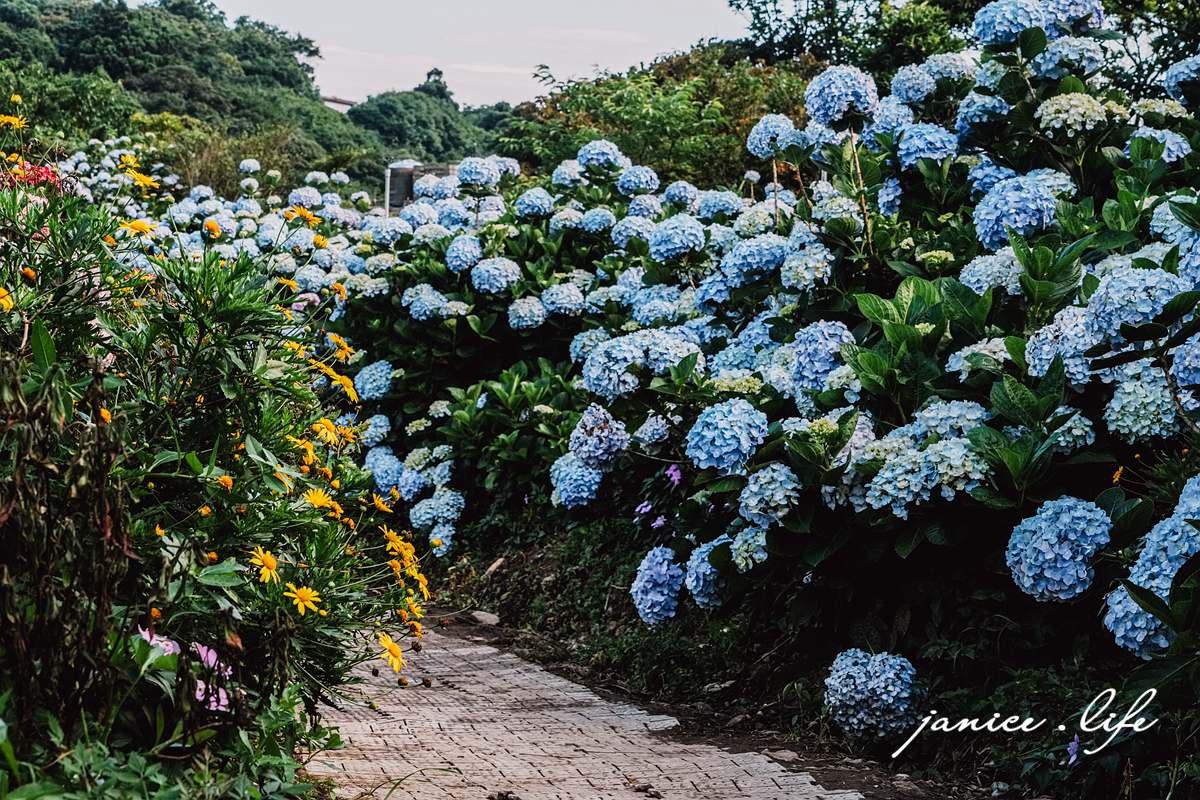 陽明山景點 高家繡球花田水尾第二園區 繡球花 臺北市北投區竹子湖路 高家繡球花田門票 高家繡球花田位置  竹子湖繡球花 陽明山繡球花 高家繡球花田 竹子湖高家第二園區 高家繡球花交通 竹子湖繡球花管制 陽明山繡球花花況 潔妮食旅生活 台北旅遊 陽明山旅遊 gao-hydrangea-park 高家繡球花田水尾第二園區巨大花牆