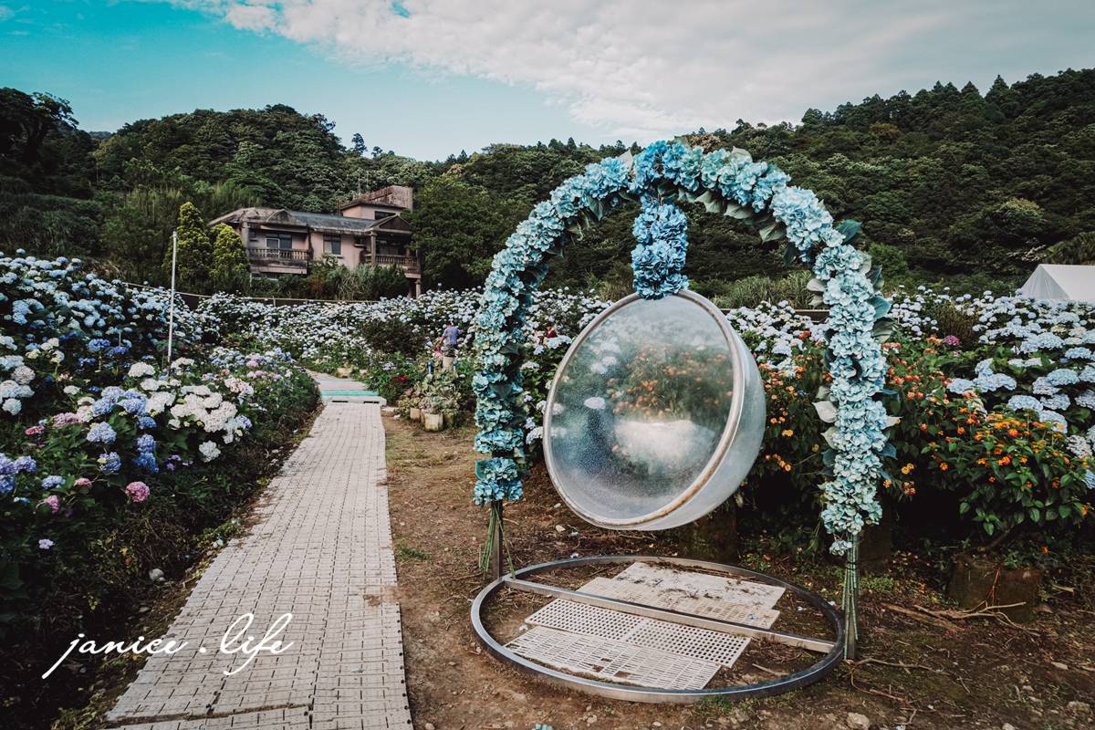 陽明山景點 高家繡球花田水尾第二園區 繡球花 臺北市北投區竹子湖路 高家繡球花田門票 高家繡球花田位置  竹子湖繡球花 陽明山繡球花 高家繡球花田 竹子湖高家第二園區 高家繡球花交通 竹子湖繡球花管制 陽明山繡球花花況 潔妮食旅生活 台北旅遊 陽明山旅遊 gao-hydrangea-park 高家繡球花田水尾第二園區巨大花牆