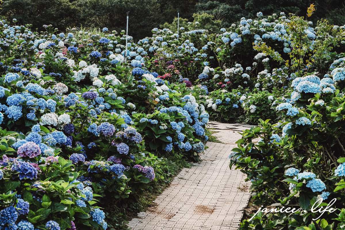 陽明山景點 高家繡球花田水尾第二園區 繡球花 臺北市北投區竹子湖路 高家繡球花田門票 高家繡球花田位置  竹子湖繡球花 陽明山繡球花 高家繡球花田 竹子湖高家第二園區 高家繡球花交通 竹子湖繡球花管制 陽明山繡球花花況 潔妮食旅生活 台北旅遊 陽明山旅遊 gao-hydrangea-park 高家繡球花田水尾第二園區巨大花牆
