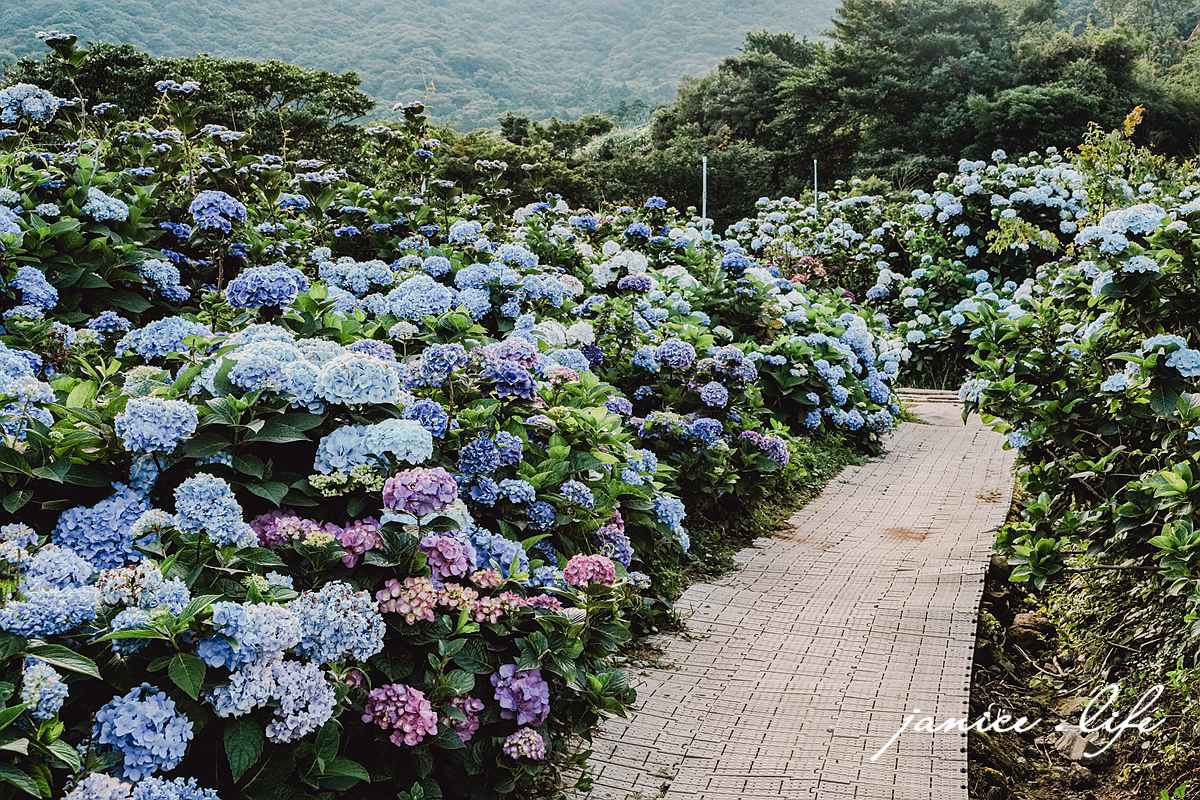 陽明山景點 高家繡球花田水尾第二園區 繡球花 臺北市北投區竹子湖路 高家繡球花田門票 高家繡球花田位置  竹子湖繡球花 陽明山繡球花 高家繡球花田 竹子湖高家第二園區 高家繡球花交通 竹子湖繡球花管制 陽明山繡球花花況 潔妮食旅生活 台北旅遊 陽明山旅遊 gao-hydrangea-park 高家繡球花田水尾第二園區巨大花牆