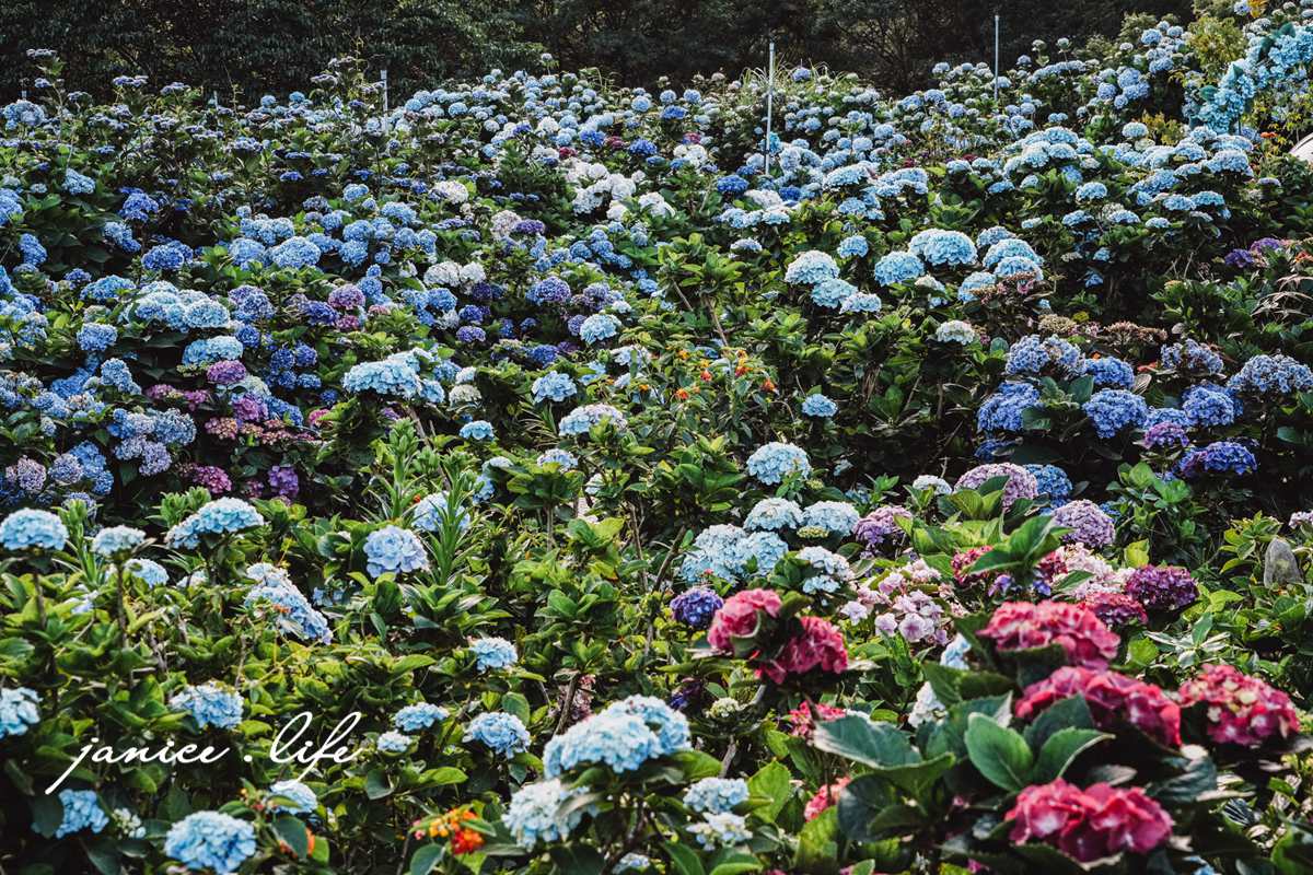 陽明山景點 高家繡球花田水尾第二園區 繡球花 臺北市北投區竹子湖路 高家繡球花田門票 高家繡球花田位置  竹子湖繡球花 陽明山繡球花 高家繡球花田 竹子湖高家第二園區 高家繡球花交通 竹子湖繡球花管制 陽明山繡球花花況 潔妮食旅生活 台北旅遊 陽明山旅遊 gao-hydrangea-park 高家繡球花田水尾第二園區巨大花牆
