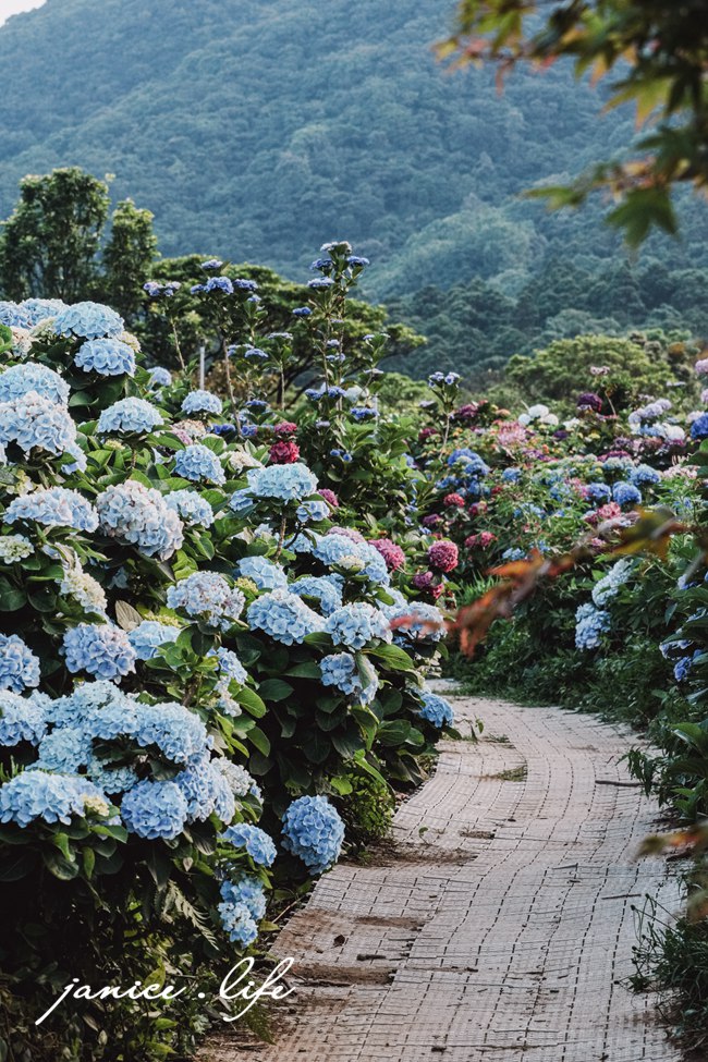 陽明山景點 高家繡球花田水尾第二園區 繡球花 臺北市北投區竹子湖路 高家繡球花田門票 高家繡球花田位置  竹子湖繡球花 陽明山繡球花 高家繡球花田 竹子湖高家第二園區 高家繡球花交通 竹子湖繡球花管制 陽明山繡球花花況 潔妮食旅生活 台北旅遊 陽明山旅遊 gao-hydrangea-park 高家繡球花田水尾第二園區巨大花牆