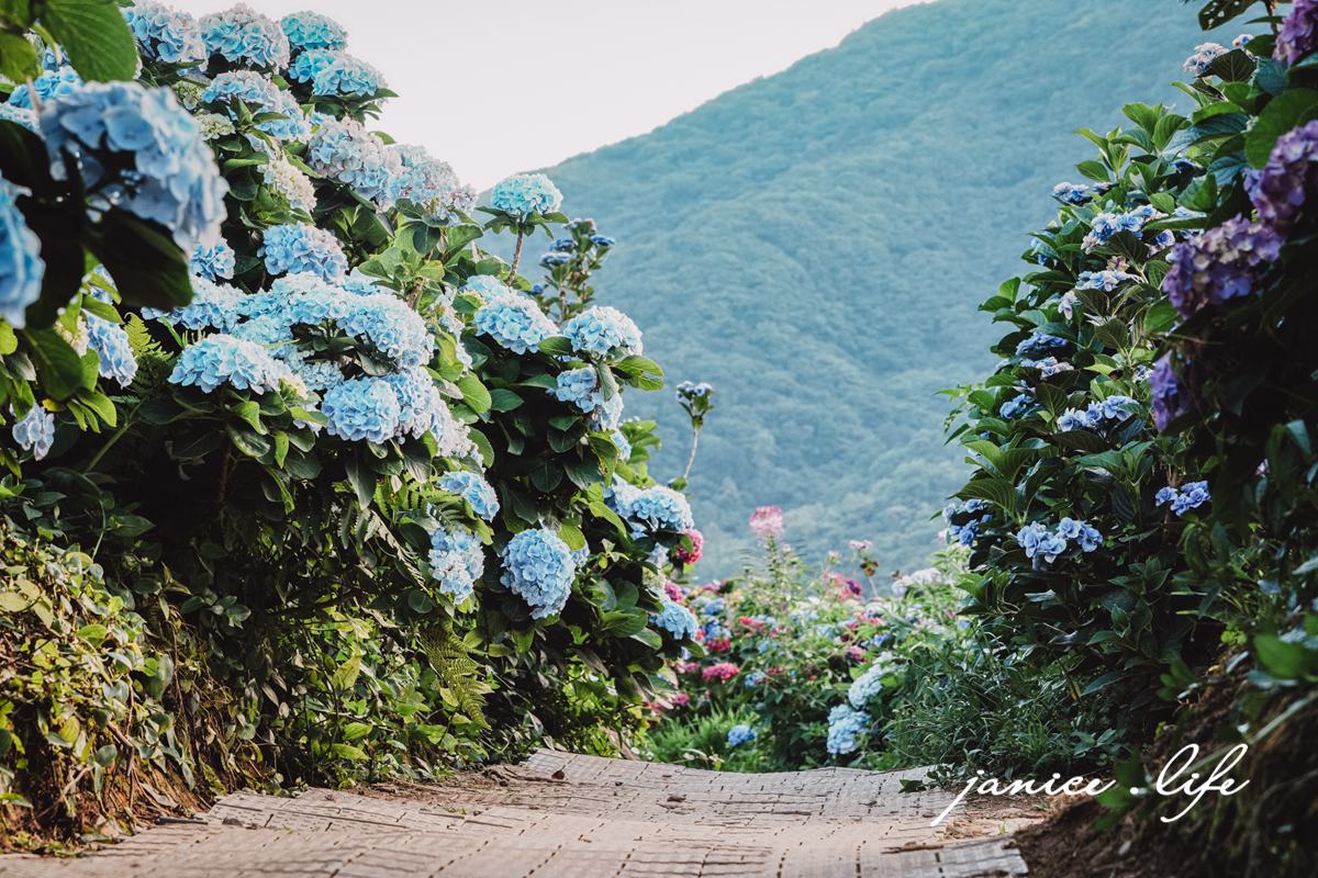 陽明山景點 高家繡球花田水尾第二園區 繡球花 臺北市北投區竹子湖路 高家繡球花田門票 高家繡球花田位置  竹子湖繡球花 陽明山繡球花 高家繡球花田 竹子湖高家第二園區 高家繡球花交通 竹子湖繡球花管制 陽明山繡球花花況 潔妮食旅生活 台北旅遊 陽明山旅遊 gao-hydrangea-park 高家繡球花田水尾第二園區巨大花牆