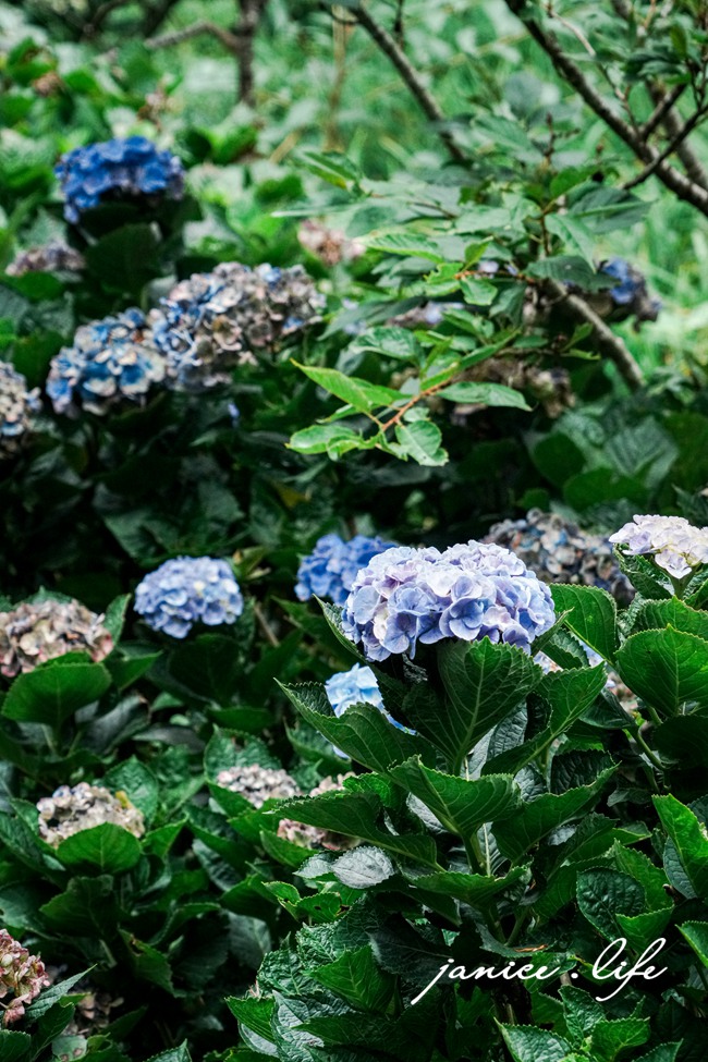 青山農場 台東太麻里金針山 繡球花 台東繡球花 台東賞花 賞花景點 潔妮食旅生活 台東景點 台東旅遊