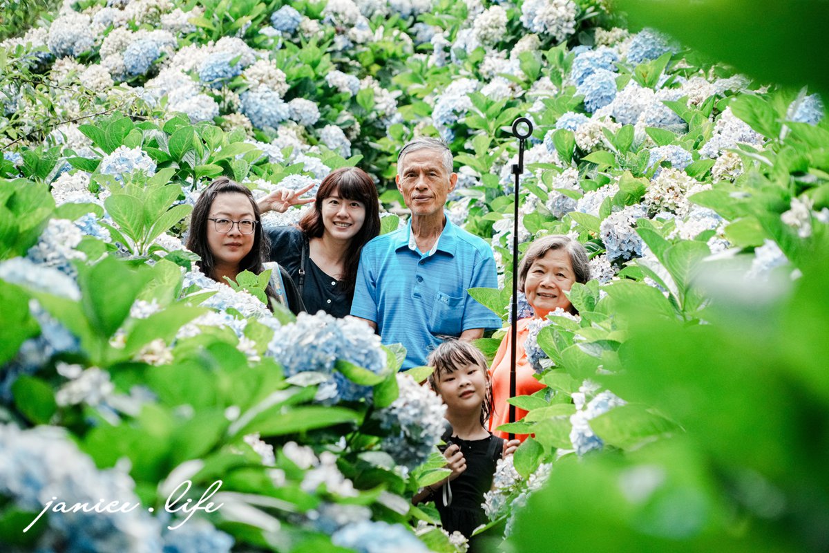 青山農場 台東太麻里金針山 繡球花 台東繡球花 台東賞花 賞花景點 潔妮食旅生活 台東景點 台東旅遊