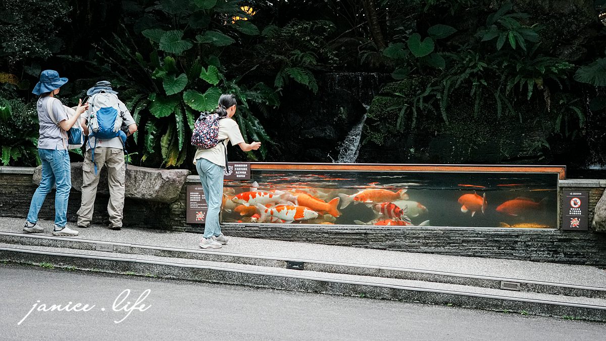 三峽大板根 大板根森林溫泉酒店 大板根 大板根溫泉 大板根太子西餐廳 大板根 buffet 大板根 晚餐 吃到飽 大板根親子 大板根親子課程 大板根一泊二食 大板根一日遊 太子西餐廳 Buffet 三峽旅遊 潔妮食旅生活 三峽景點 親子景點 新北親子景點 錦鯉魚池