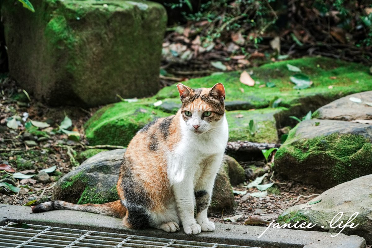 三峽大板根 大板根森林溫泉酒店 大板根 大板根溫泉 大板根太子西餐廳 大板根 buffet 大板根 晚餐 吃到飽 大板根親子 大板根親子課程 大板根一泊二食 大板根一日遊 太子西餐廳 Buffet 三峽旅遊 潔妮食旅生活 三峽景點 親子景點 新北親子景點 
